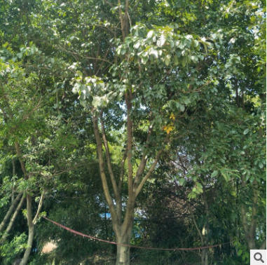 黃葛樹(shù)，基地批發(fā)各個(gè)規(guī)格