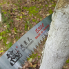 臺灣正品老農夫S330彎鋸 整枝鋸 修枝鋸 手鋸 園藝鋸 園林工具
