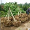 白玉蘭 白玉蘭價(jià)格 南京白玉蘭價(jià)格