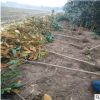 庭院風景樹廣玉蘭 統(tǒng)一規(guī)格廣玉蘭 米徑胸徑廣玉蘭價格實惠