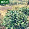 基地直銷飽滿含笑球園林綠化苗木含笑球批發(fā)規(guī)格齊全價格實惠
