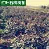 庭院行道綠化苗 紅葉石楠樹苗各種規(guī)格的基地球毛球批發(fā)