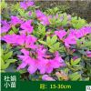 苗場大量供應 杜鵑 小苗冠15-30cm 根系好工程綠化色塊苗批發(fā)