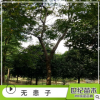 無患子 無患子樹苗 園林綠化無患子風(fēng)景樹 產(chǎn)地直銷無患子