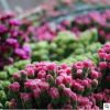 云南鮮花批發(fā) 優(yōu)質(zhì)新鮮的玫瑰苗 玫瑰花