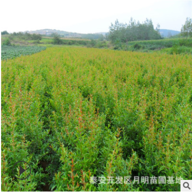 石榴苗新品種 軟籽突尼斯石榴苗基地直銷 品種純價(jià)格優(yōu)