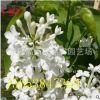 丁香苗山東丁香苗價(jià)格優(yōu)質(zhì)丁香苗哪里買