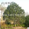 白皮松 山東白皮松價(jià)格 泰安白皮松樹苗產(chǎn)地