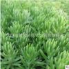 基地特供綠化專用草 耐旱 佛甲草種植技術(shù)佛甲草種子低價(jià)優(yōu)惠