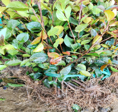 茶花苗木 茶梅 大量供應(yīng)各種綠化 供應(yīng)綠化苗木植物