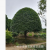 苗圃直銷18公分精品桂花樹 八月桂花 金桂 規(guī)格齊全