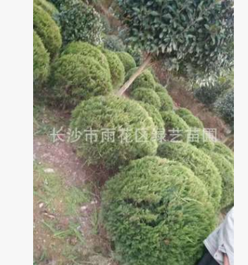 苗圃優(yōu)價(jià)供應(yīng)80cm--150cm羅漢松球 龍柏球