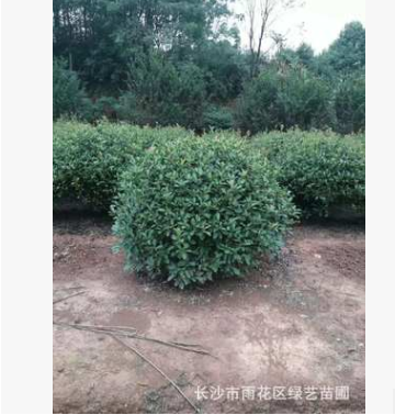 苗圃直銷紅葉石楠精球，毛球 規(guī)格齊全 量大價(jià)優(yōu)
