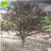 供應(yīng)八棱海棠 4公分-16公分規(guī)格 分枝多 園林植物造景樹種 海棠樹