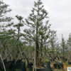園林批發綠化工程樹木自然型杜松 適合南北方種植邊道綠化杜松