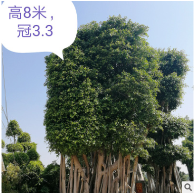 供應(yīng)自然型大樹(shù) 造型小葉榕樹(shù)樁盆景 大型小葉榕 基地直銷