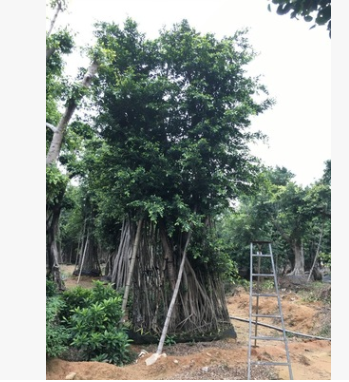 產地直銷小葉榕綠化樹，細葉榕樹