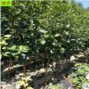 批發(fā)貴州5公分柿子樹 多年生庭院觀賞規(guī)格齊全3公分脆柿子樹苗