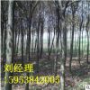 *供應(yīng)12公分皂角樹 規(guī)格齊全 3 4 5 6 8 10公分皂角樹 樹直 皂角