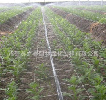 廠家直銷供應(yīng)抗老化耐用 微噴帶 塑料微噴 節(jié)水專用噴灌帶 滴灌帶