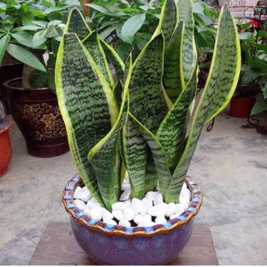 金邊虎皮蘭批發(fā)吸甲醛防輻射植物室內(nèi)客廳凈化空氣花卉綠植虎尾蘭