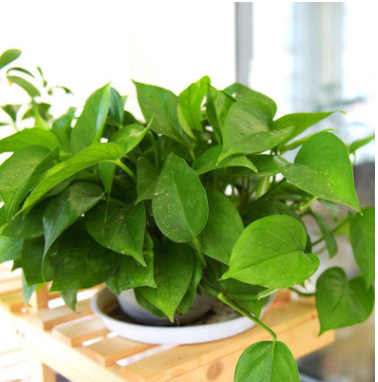 基地直銷綠蘿盆栽室內(nèi)吸除甲醛綠植凈化空氣水培植物花卉吊蘭綠籮