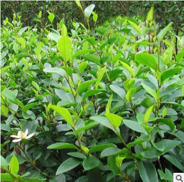 含笑花苗盆栽盆景 濃香型 香蕉花 陽臺(tái)室內(nèi)庭院綠植花卉