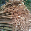 香椿苗基地常年出售紅油香椿苗產(chǎn)量高根系好成活好無(wú)病蟲(chóng)害