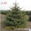 現(xiàn)貨直供云杉 抗寒抗旱 成活好云杉基地現(xiàn)挖現(xiàn)賣(mài) 量大優(yōu)惠