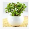 基地直銷多肉植物【金枝玉葉】 辦公室內(nèi)迷你盆栽 不帶盆發(fā)貨