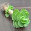 基地直銷多肉植物【金錢木】 辦公室內(nèi)迷你盆栽