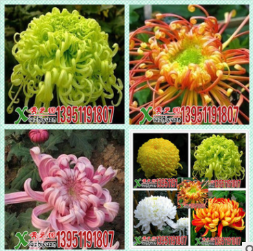批發(fā)宿根花卉 盆栽大菊花苗 艷陽(yáng)菊花苗 苗木基地直銷