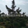 批發(fā)濕地松樹(shù)苗 濕地松大小苗造林綠化松柏苗木 抗旱又耐勞、耐瘠