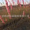 花灌木基地批發(fā) 綠葉碧桃苗 碧桃小樹(shù)苗 花桃小苗 顏色規(guī)格齊全
