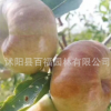 果樹(shù)苗基地批發(fā) 潘棗苗 好成活 南北方種植 棗子苗 棗樹(shù)苗新品種