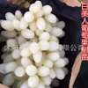白美人葡萄苗批發(fā) 白色葡萄新品種盆栽地栽葡萄果樹(shù)苗 中晚熟品種