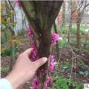 單桿紫荊樹(shù)苗 基地直銷 批發(fā)價(jià)格 觀賞花灌木 園林綠化苗木品種
