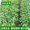 批發(fā)常春藤 基地直銷 常春藤綠化苗 工程綠化苗 藤本植物