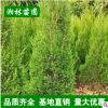 基地直銷松柏 高速公路綠化苗木 小苗批發(fā) 規(guī)格齊全 量大優(yōu)惠