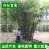 批發(fā)供應(yīng)窩竹 竹子 青竹 四季常青 可盆栽 凈化空氣