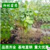 特價(jià)批發(fā)苗圃直銷苗木 木芙蓉 木芙蓉2-10分支 園林綠化植物