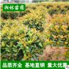 供應(yīng)綠化苗木 紅葉石楠 紅葉石楠球 獨(dú)桿紅葉石楠 規(guī)格齊全