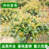 紅葉石楠 盆栽 基地直銷 紅葉石楠球 品種齊全 價(jià)格優(yōu)惠