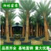 中東海棗樹大量批發(fā) 精選綠化苗木 精品加拿利海棗棕櫚樹 蒲葵