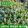 供應(yīng)無(wú)刺構(gòu)骨球 枸骨球小苗灌木花卉 園林綠化 常綠喬木 規(guī)格齊全