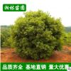 基地直銷 叢生楊梅球 楊梅樹苗 果樹苗 優(yōu)質(zhì)工程小苗供應(yīng)