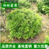 湖南長(zhǎng)沙毛杜鵑球 春鵑球 價(jià)格實(shí)恵精品造型園林綠化苗木庭院常綠