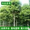 湘林苗圃 批發(fā)香樟樹多桿香樟 全冠香樟 苗木庭院精品常綠喬木
