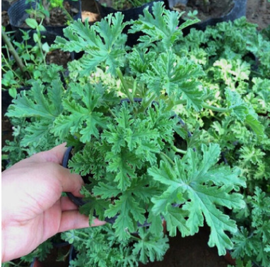 驅(qū)蚊草苗 驅(qū)蚊草盆栽 凈化空氣提神植物 驅(qū)蚊蟲