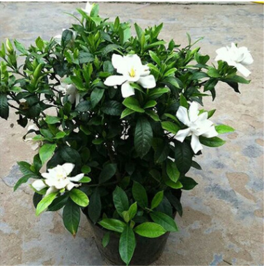 梔子花盆栽 大葉桅子花苗 獨桿梔子花 牡丹梔子花批發(fā)